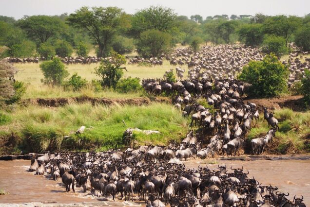 8 Day Northern Serengeti Mara River Crossing Safari