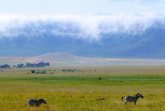 3 Days Ndutu Calving Magic & Ngorongoro Crater