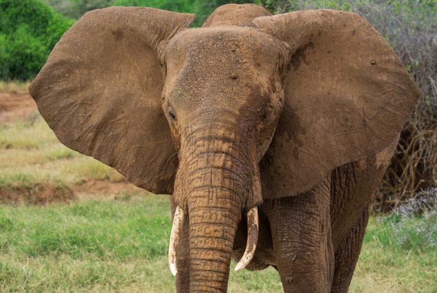 6 Days Big 5 & Big Cat Safari