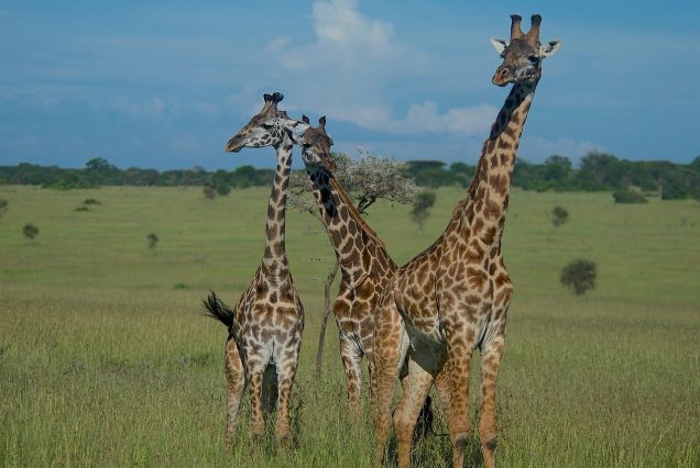 6-Day Tanzania Big Five & Big Cat Group Safari