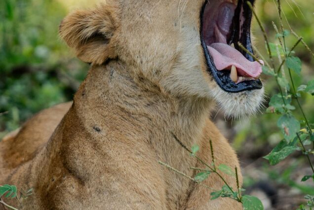 7 Days walking safari, migration track, night game drive & Balloon safari