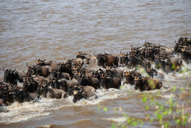 Serengeti Tour option