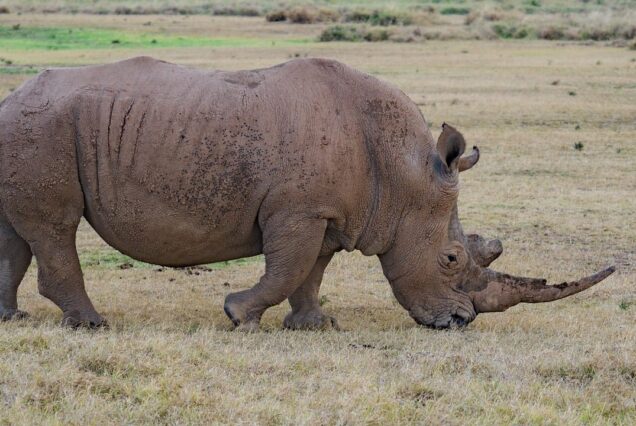 7 Days Northern Tanzania Safari