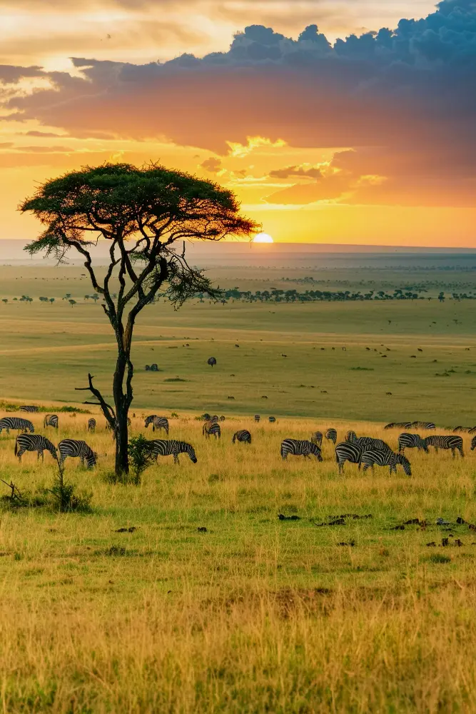 Serengeti Tour option
