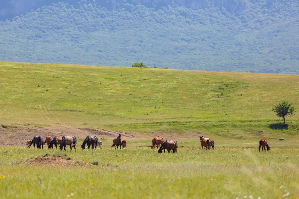 Ngorongoro Crater
