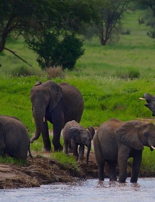 elephants-6906019_1280